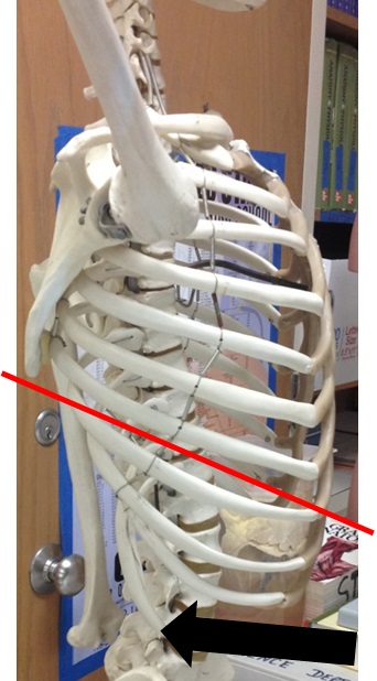 Unit 7 - Axial Skeleton - Stagg High School Anatomy & Physiology